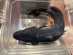 -鱼豆吉·豆浆鱼火锅(宜昌万达店)