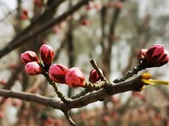 -桃花堤公园