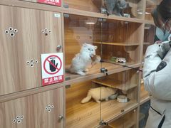 -喵百万·布偶·蓝金金渐层英短·猫舍(百子湾店)