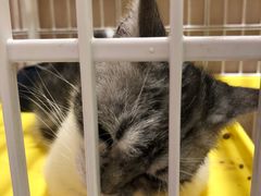 -藏猫猫咖啡主题馆(中央大道店)