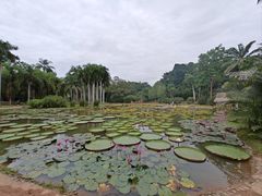 -中国科学院西双版纳热带植物园