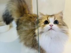 -十月米努特矮脚猫舍