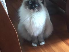 -Bastet sally猫舍购宠(静安店)