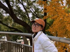 -三里屯东五街银杏大道