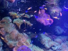 -悉尼海洋生物水族馆