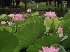 -荔湾湖公园