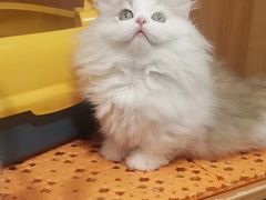 -欣宠猫屋·矮脚拿破仑·蓝金金渐层