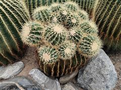 -南山植物园
