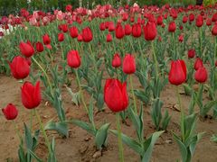 -廊坊文化艺术中心