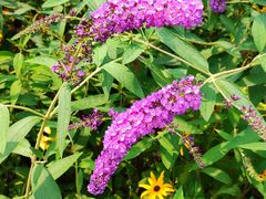 -永定河休闲森林公园