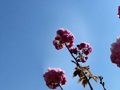 -南汇桃花村
