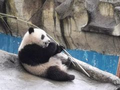 -中国大熊猫保护研究中心雅安碧峰峡基地