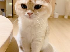 -猫腻·猫咖·撸猫馆(星光大道店)