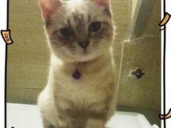 iphone_upload_pic-Bastet sally猫舍购宠(静安店)