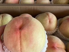 -南汇新场正宗水蜜桃采摘