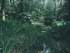 -上海滨江森林公园