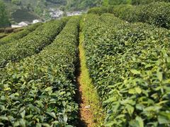龙井茶叶-龙井村