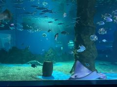 -北戴河圣蓝海洋公园