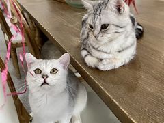 -共舞时光猫咖·狗咖(新街口店)