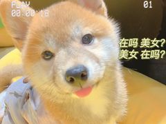 -逗柴咖啡屋·狗咖猫咖宠物桌游
