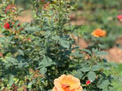 -人民公园(罗湖区)