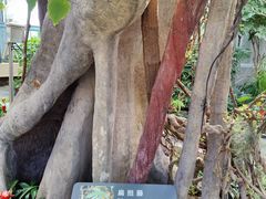 -北京植物园-展览温室