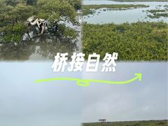 -红树林天天赶海