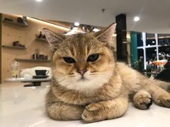 -飞行喵MR PILOT|猫舍·猫咖(静安大融城店)