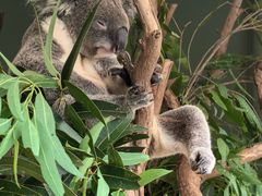 -费瑟代尔野生动物园