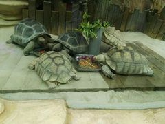 -大连森林动物园