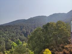 -铁山坪森林公园