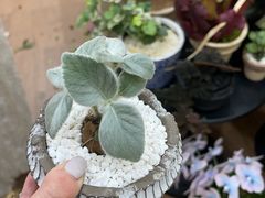 -Flower in(密渡桥店)