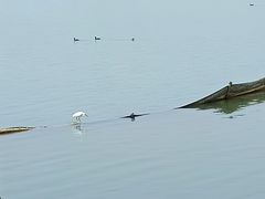 -贡湖湾湿地公园
