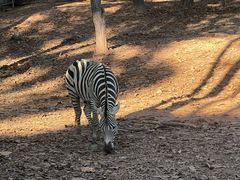 -清迈夜间动物园