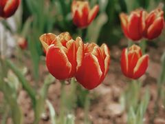 -铁山坪森林公园