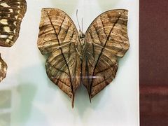 -上海昆虫博物馆