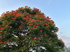 -中国科学院西双版纳热带植物园