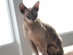 -共舞时光猫咖·狗咖(新街口店)