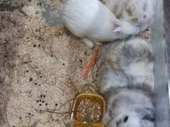 -上海大自然野生昆虫馆(东方明珠·爬宠昆虫探索中心)