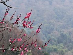 -中国茶叶博物馆(双峰馆区)