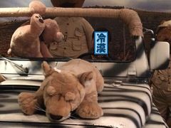 -济州岛泰迪熊博物馆