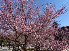 -石家庄市植物园