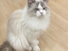 -有喵·猫咖·狗咖·30几只猫10只小狗(岗厦店)