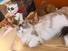 -豆逗聊愈猫阁Easy Life