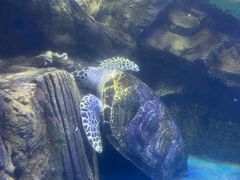 -太平洋海底世界