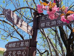 -莱阳濯村樱花园