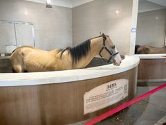 -中国马镇舞马世界主题乐园