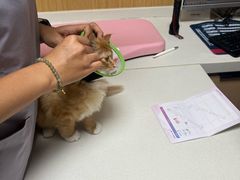 -中农大我爱我爱24h动物医院·中医针灸·猫专科·骨科医疗中心(双井店)
