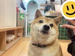 -是阿柴呀！柴犬咖啡·爱喵喵猫咖