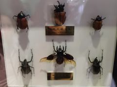 -上海昆虫博物馆